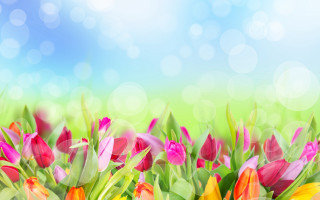 Colorful tulips blue sky bokeh - plain background free wallpaper for desktop