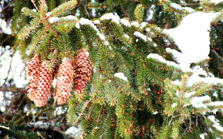 Pine snow cones branches winter - a pine tree free wallpaper