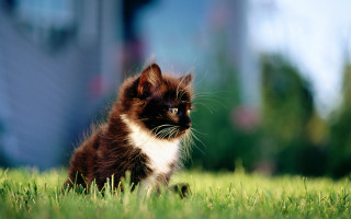 Kitten grass impressionist building outdoors - majestic free wallpaper for desktop