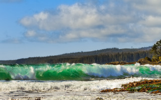 Large wave beach forest sky - the shore of a beach free wallpaper