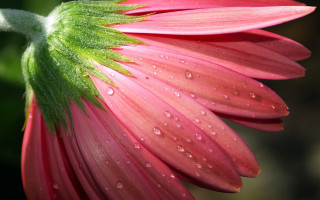 Pink flower water droplets macro 19 - a green center free wallpaper