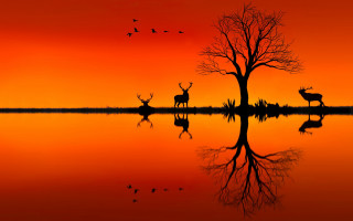 Deer tree lake sunset birds - wildlife photography free wallpaper for desktop