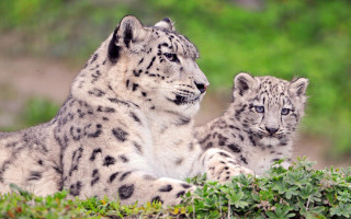Snow leopards grass nature wildlife - the grass together free wallpaper