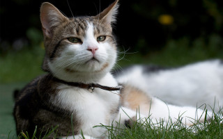 Cat laying grass collar closed - a collar free wallpaper