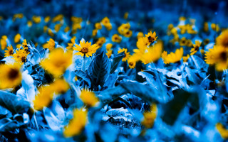 Sunflowers blue leaves green leaves - derold page free wallpaper