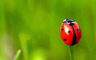 Ladybug green plant field macro - a lady bug free wallpaper