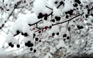 Branch berries snow tree bokeh - a few branch free wallpaper