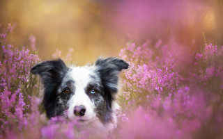 Dog purple flower field animal - purple flower free wallpaper for desktop
