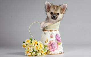 Small dog vase flowers basket - a small dog free wallpaper for desktop