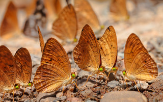 Butterflies rockyground greeneyes macrophotography naturallism - a group of butterflies free wallpaper