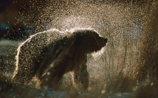 Bear sprinkled water wild aurora - free winter wallpaper