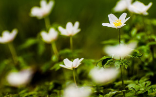 White flower field butterfly leaf - a yellow center free wallpaper