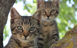 Cats tree animals blurry depth - les nabis free wallpaper