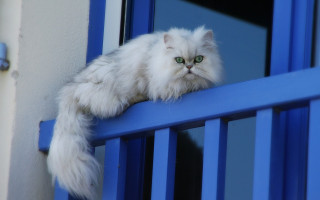White cat blue sill green - rule free wallpaper