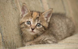 Kitten sad couch carlos catasse 2 - cute free wallpaper for desktop