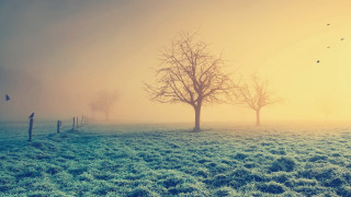 Foggy field tree birds yellow - a foggy field free wallpaper