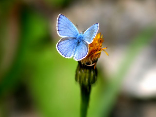 Blue butterfly flower field macro - a blue butterfly free wallpaper