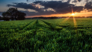 Sunset field clouds grass horizon - field free wallpaper for desktop
