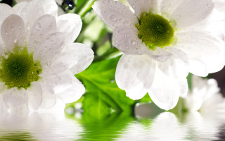 White flower water droplets outdoor - petal free wallpaper
