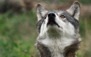 Dog upward head tilted naturalism - a close up of a dog free wallpaper