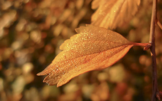 Leaf water droplets autumn macro 2 - autumn free wallpaper for desktop