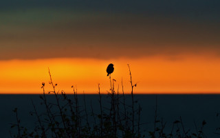 Bird sunset tree mountain silhouette - top of a tree free wallpaper