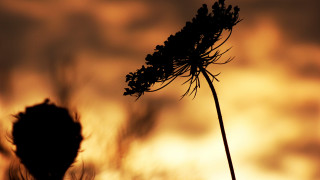 Plant sunset clouds backlighting macro - a plant free wallpaper for desktop