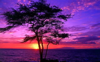 Silhouetted tree purple pink sunset - sunset over the ocean free wallpaper