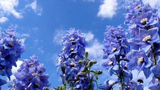 Blue flowers clouds puzzle magic - blue flower free wallpaper