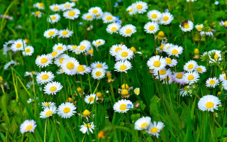 Field white yellow flowers green - green grass free wallpaper for desktop