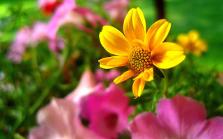Yellow flower pink background macro - a yellow flower free wallpaper