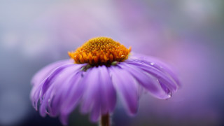 Purple flower yellow center macro 2 - macro photography free wallpaper