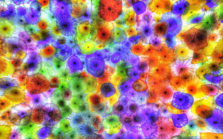 Colorful flower background digital art - bottom free wallpaper