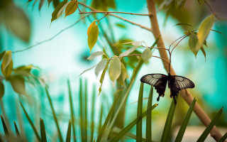 Blue butterfly on branch nature - a few leaf free wallpaper for desktop