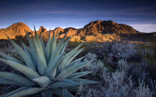 Desert mountain plant sunset landart - ansel adams free wallpaper for desktop