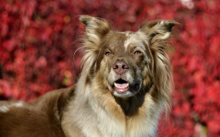 Dog shiba inu red leaves - red leaf free wallpaper