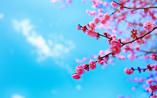 Pink branch cherry blossoms sky - color scheme free wallpaper