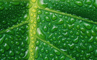 Green leaf water drops yellow 4 - leaves surface free wallpaper