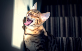 Cat yawning on couch blurry - dom qwek free wallpaper for desktop