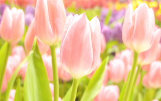 Pink tulip flower field blurry - pink tulip free wallpaper