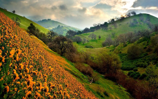 Autumn hillside flower field cloudy - a hillside free wallpaper