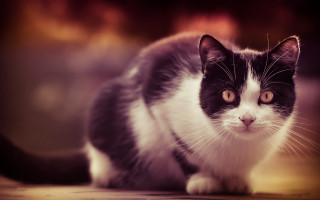 Black white cat impressionism jigsaw - tail free wallpaper
