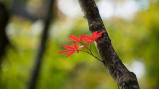 Red flower forest branch macro - autumn free wallpaper for desktop
