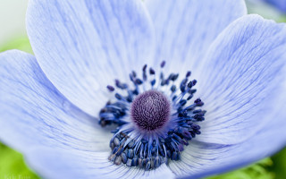 Blue flower macro nature planet - aileen eagleton free wallpaper