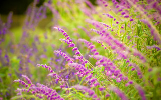 Purple flower bokeh garden field - green leaf and grass free wallpaper