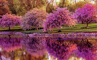 Pond trees rocks purple flowers - a pond free wallpaper