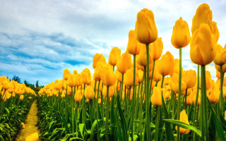Yellow flower field sky path - art green free wallpaper