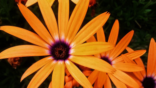 Orange flowers purple centers yellow - a black center free wallpaper for desktop