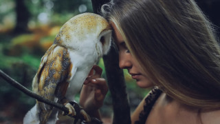 Woman bird forest profile realistic - a branch in a forest free wallpaper for desktop