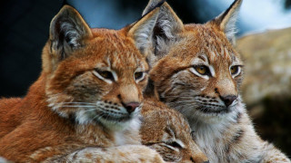 Lynx rock wall serious animal - a rock wall free wallpaper for desktop